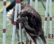 "Tucker" thru the weave poles