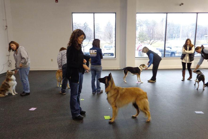 Dog Trainer NH